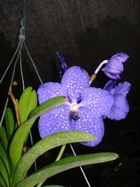 papilioalba015-1.jpg