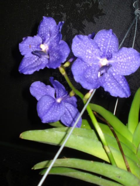 papilioalba016-1.jpg