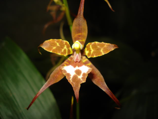 papilioalba018.jpg