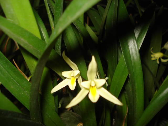 papilioalba021.jpg