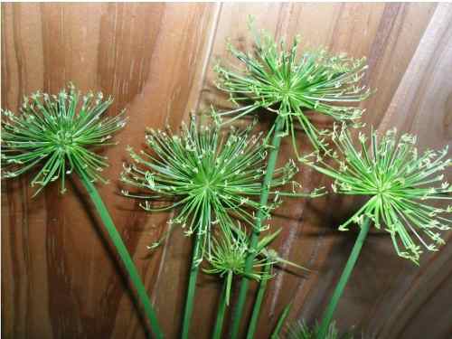 papiro-enanocyperus-plantas-palustres-acuaticas-estanques_MLU-O-29339786_5490.jpg