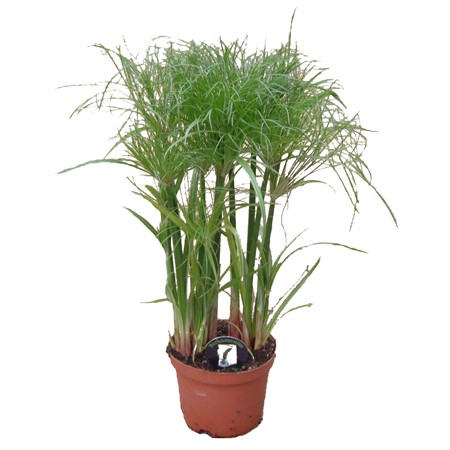 papyrusnil-bg.jpg
