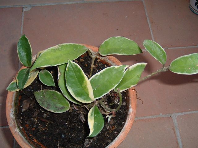 para%20identificar%206.jpg