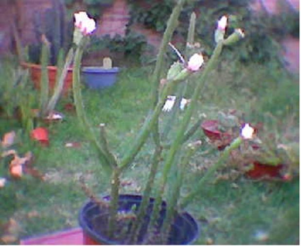 para%20identificar%7E0.JPG