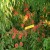 paraguayo-galaxy-arboles-3034847___2107_Ig12.JPG