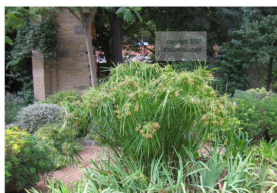 paraguitasIMG_02421.jpg