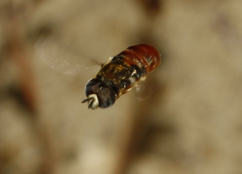 Paragus%20sp_2634.jpg