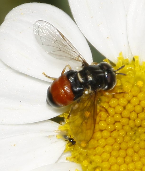 Paragus%20sp_7285.jpg