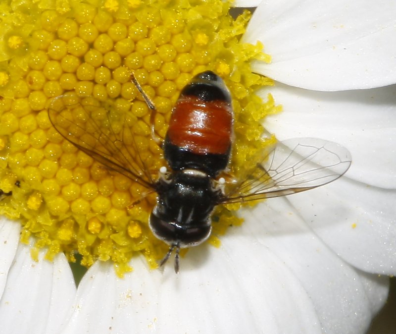 Paragus%20sp_7286.jpg