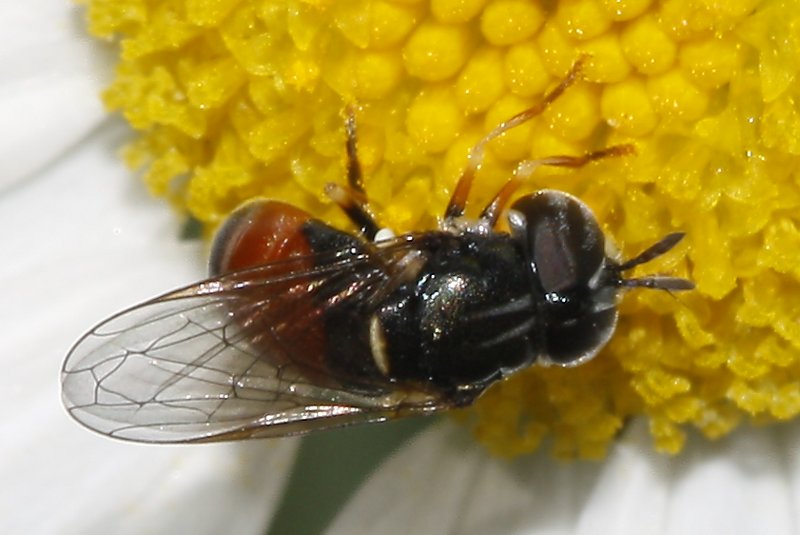 Paragus%20sp_7288.jpg