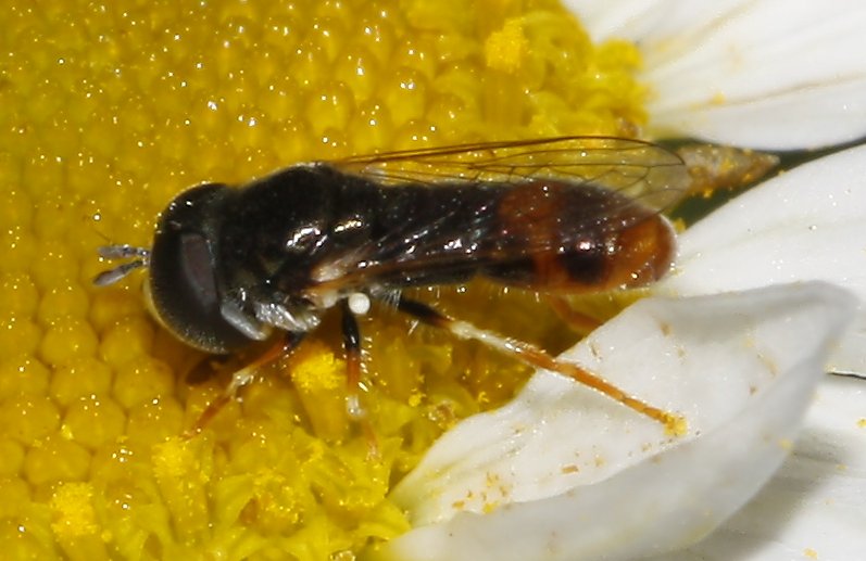 Paragus%20sp_7316.jpg