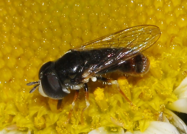 Paragus%20sp_7317.jpg