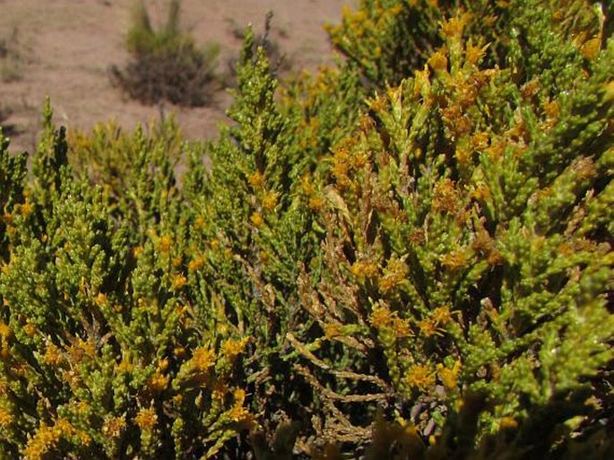 parastquadraherb5.jpg