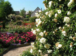 parc_roseraie103_small.jpg