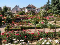 parc_roseraie119_small.jpg