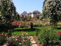 parc_roseraie126_small.jpg