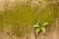 pared-de-los-helechos-del-musgo-45036060.jpg