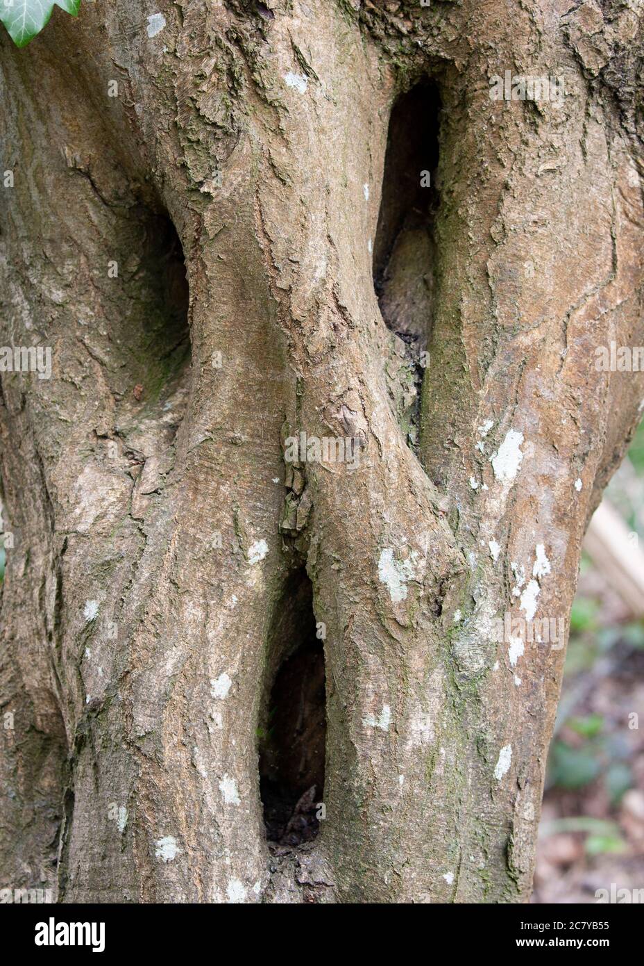 pareidolia-es-la-psicologia-de-ver-rostros-en-cada-dia-cosas-como-este-arbol-2c7yb55.jpg
