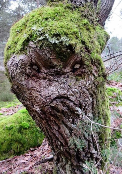 pareidolia-funny-objects-123-6261010710d5d__700-490x700.jpg