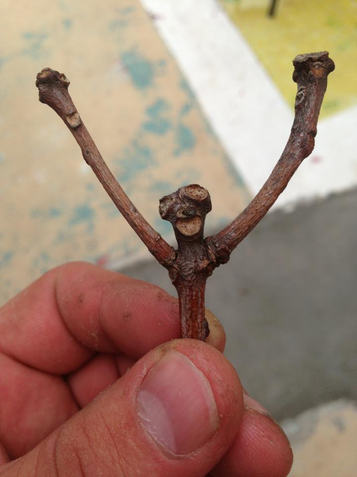 pareidolia-rama.jpg