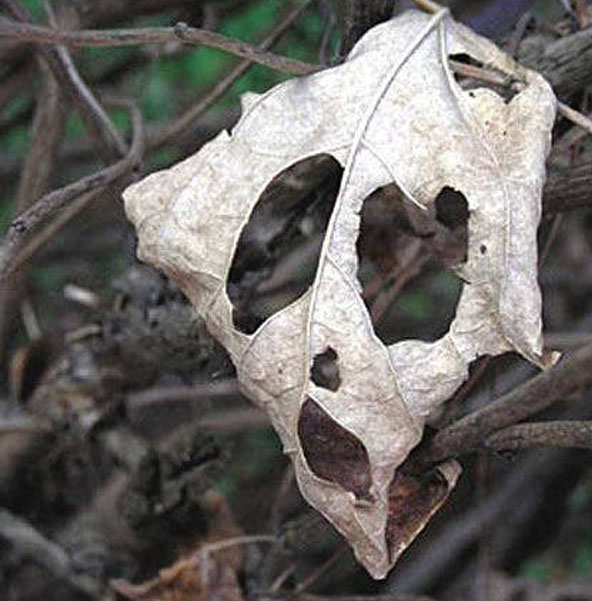 pareidolia_skull.jpg