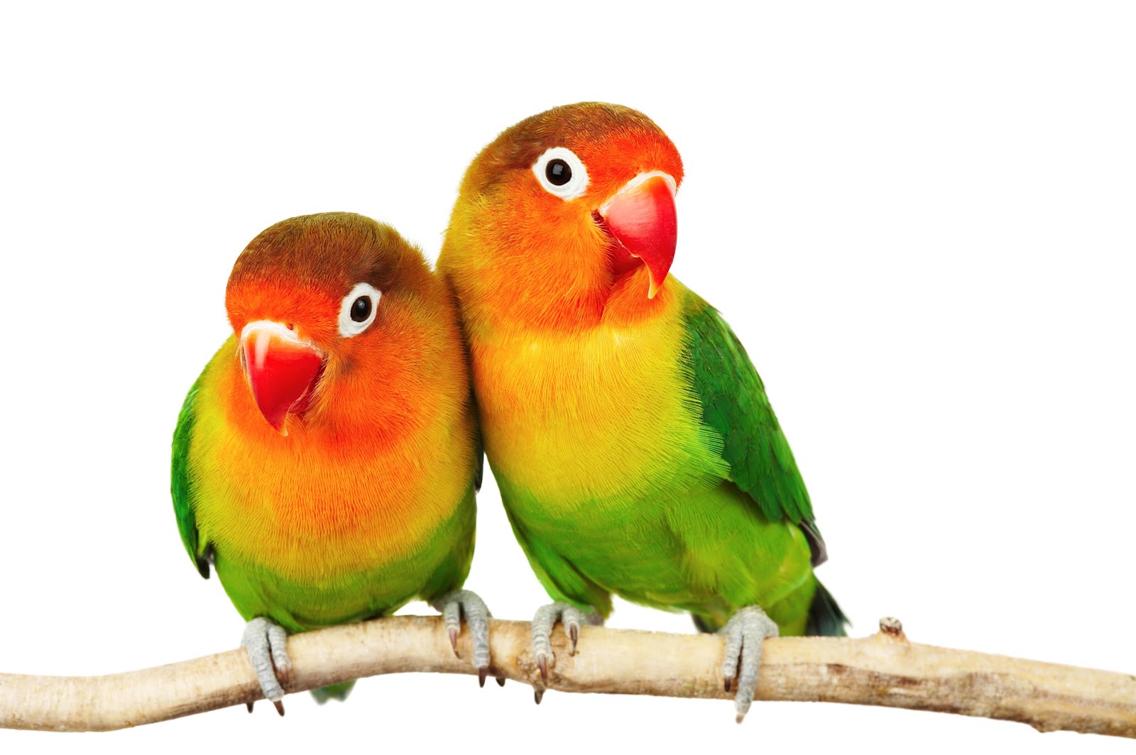pareja%2Bde%2Baves%2Benamoradas-exotic-birds-of-the-paradise.jpg