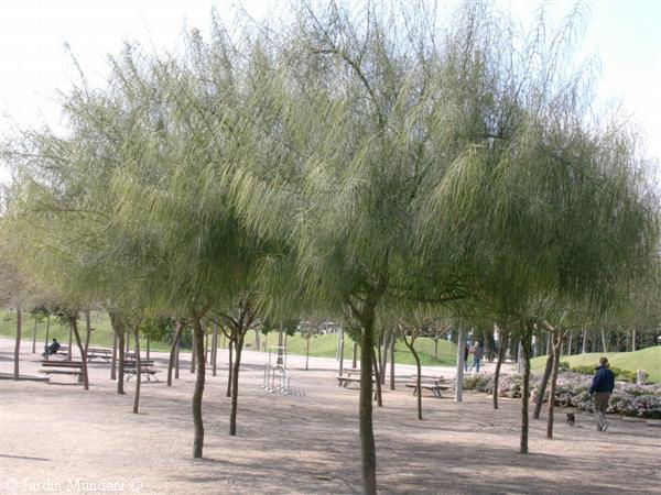 parkinsonias.jpg