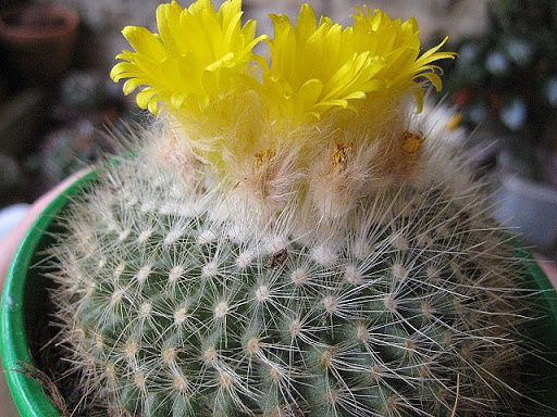 Parodia%20.JPG