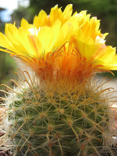 Parodia%20auriespina%20%283%29.JPG