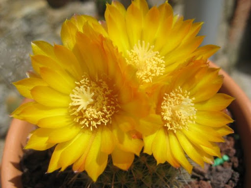 Parodia%20auriespina%20%284%29.JPG