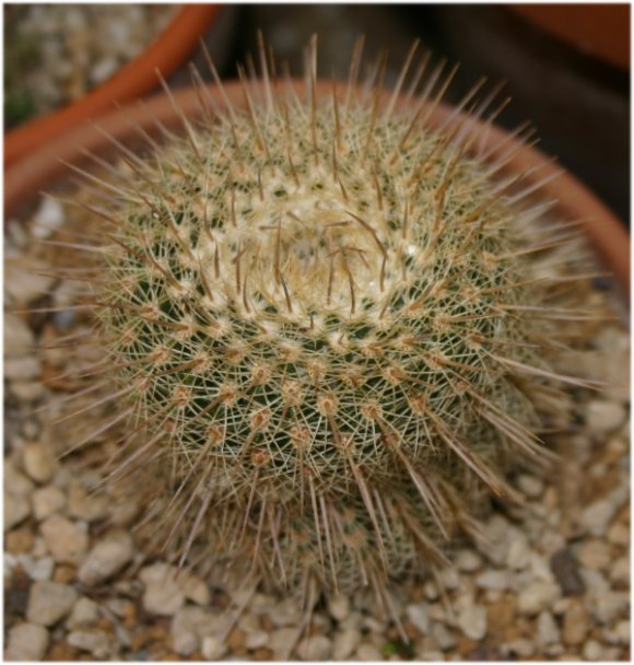 Parodia%20gutierrezii.jpg