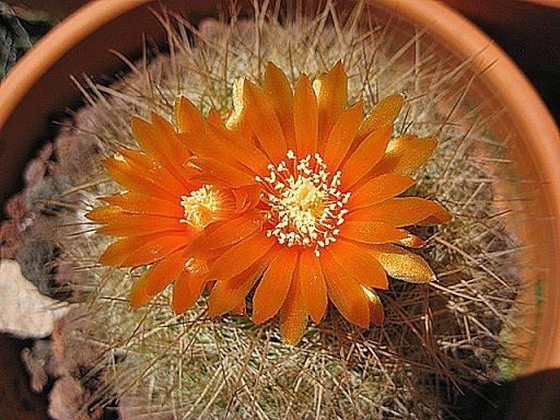 Parodia%20npi%20%282%29.JPG
