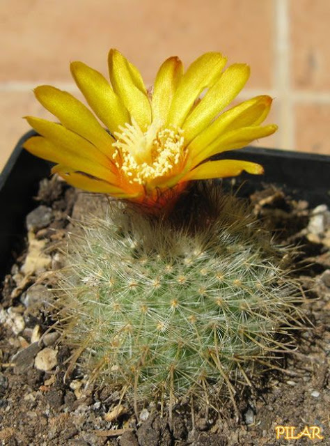 Parodia%2520aureispina%25206%252010.jpg