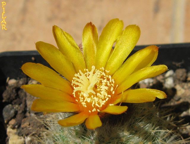 Parodia%2520aureispina%25206.jpg