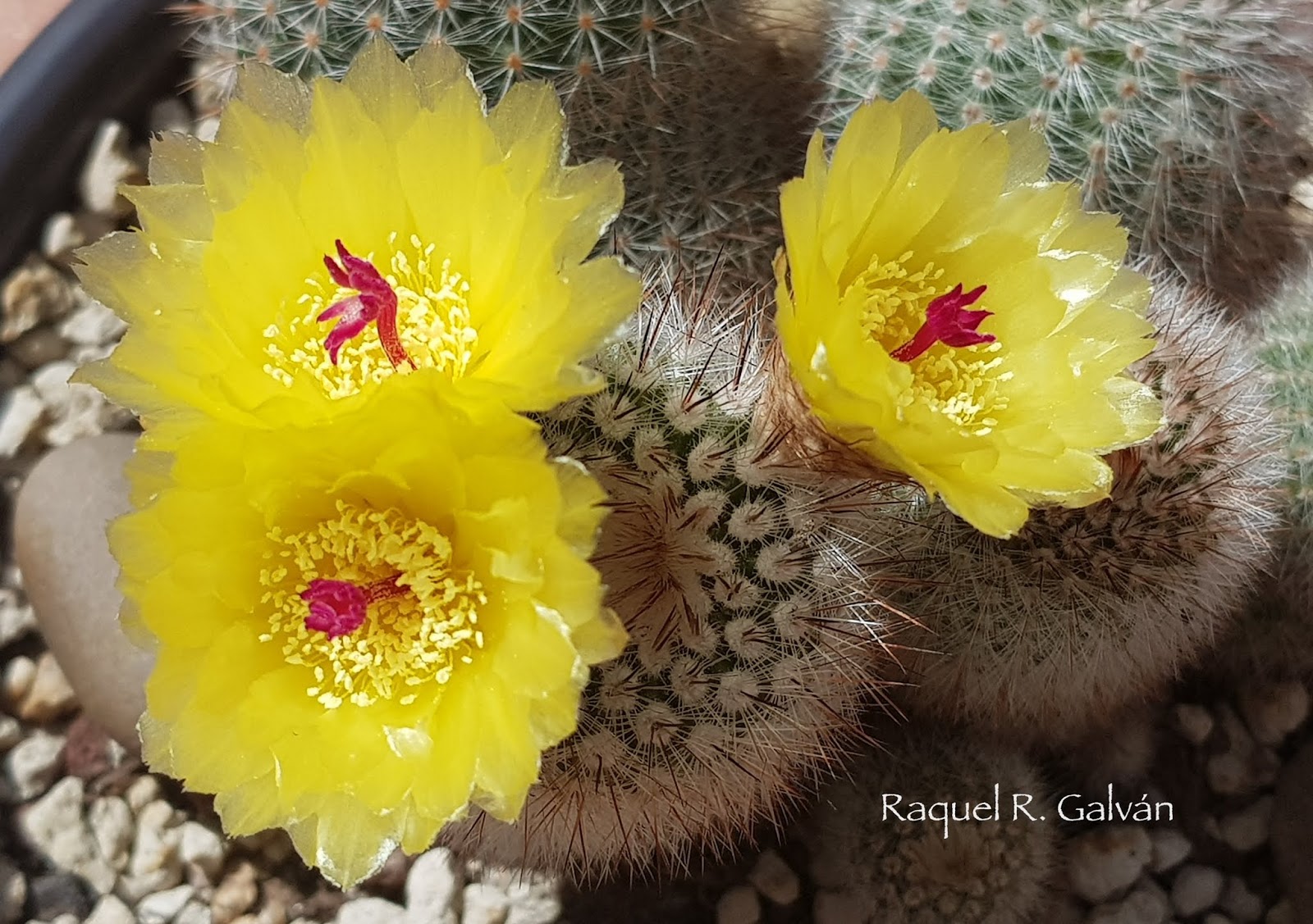 Parodia%2BScopa%2B1.1.jpg