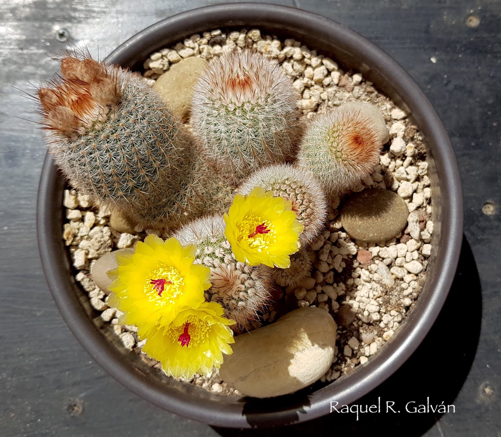 Parodia%2BScopa%2B1.jpg
