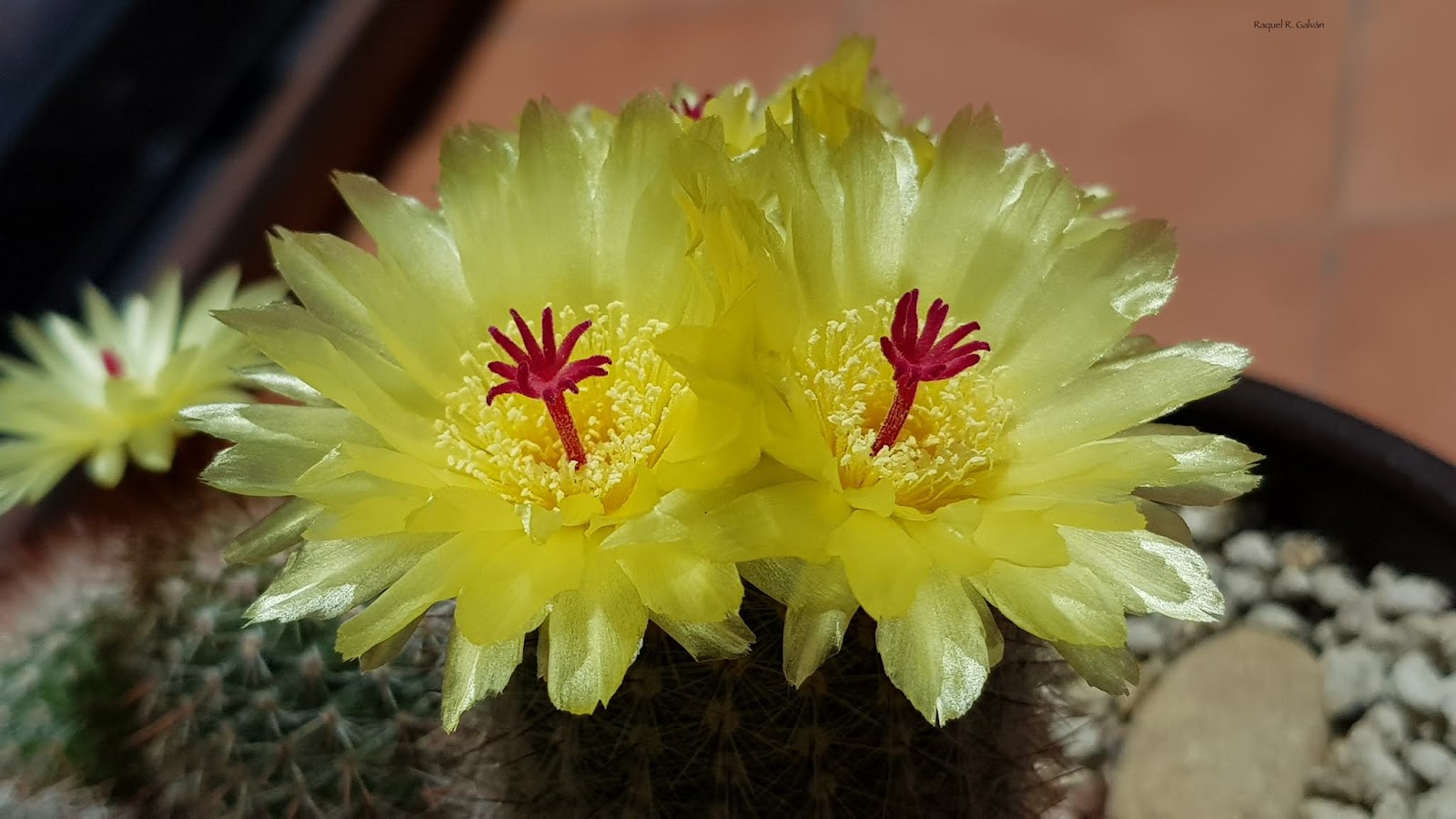 PArodia%2BScopa%2B2%2Bflores.jpg