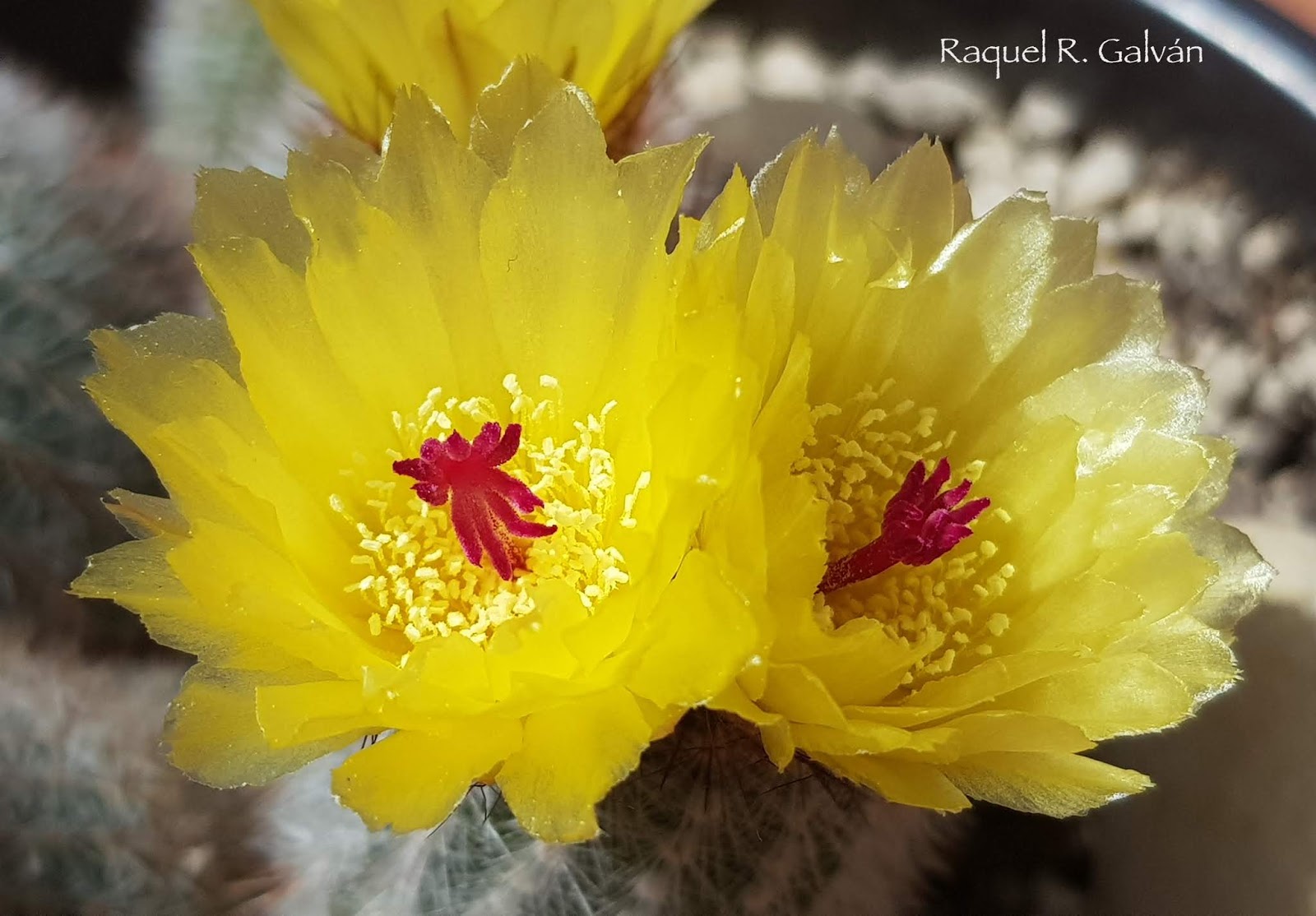 Parodia%2BScopa%2B3.jpg
