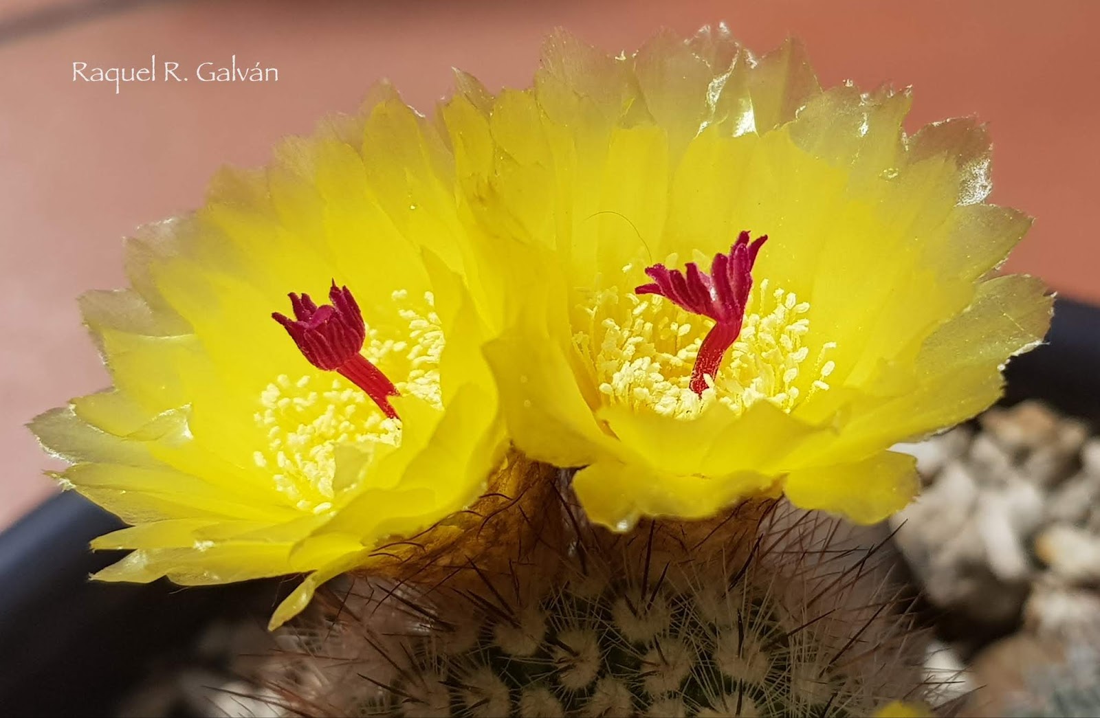 Parodia%2BScopa%2B4.jpg