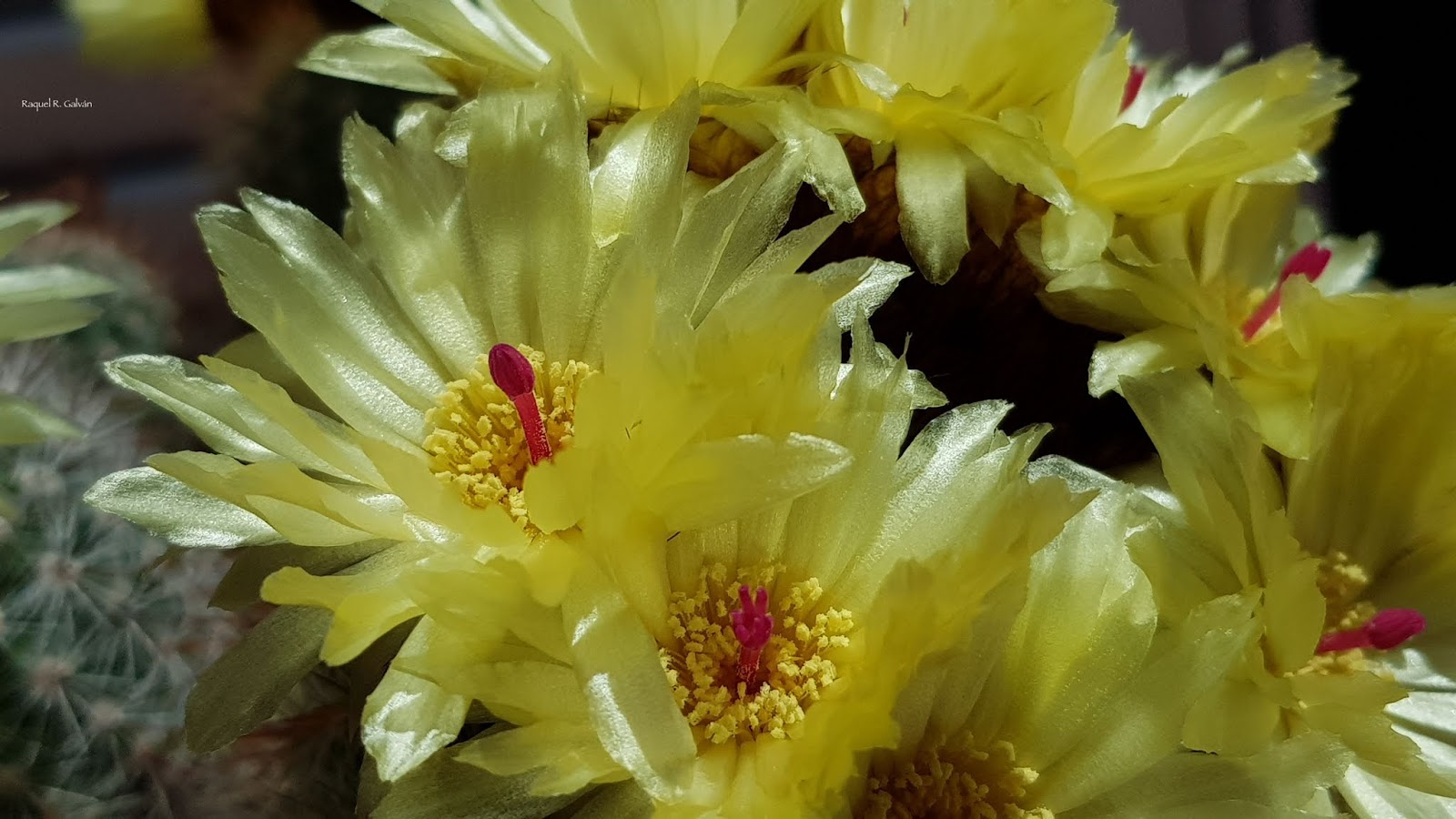PArodia%2BScopa%2Bdetallazo%2Bflores.jpg