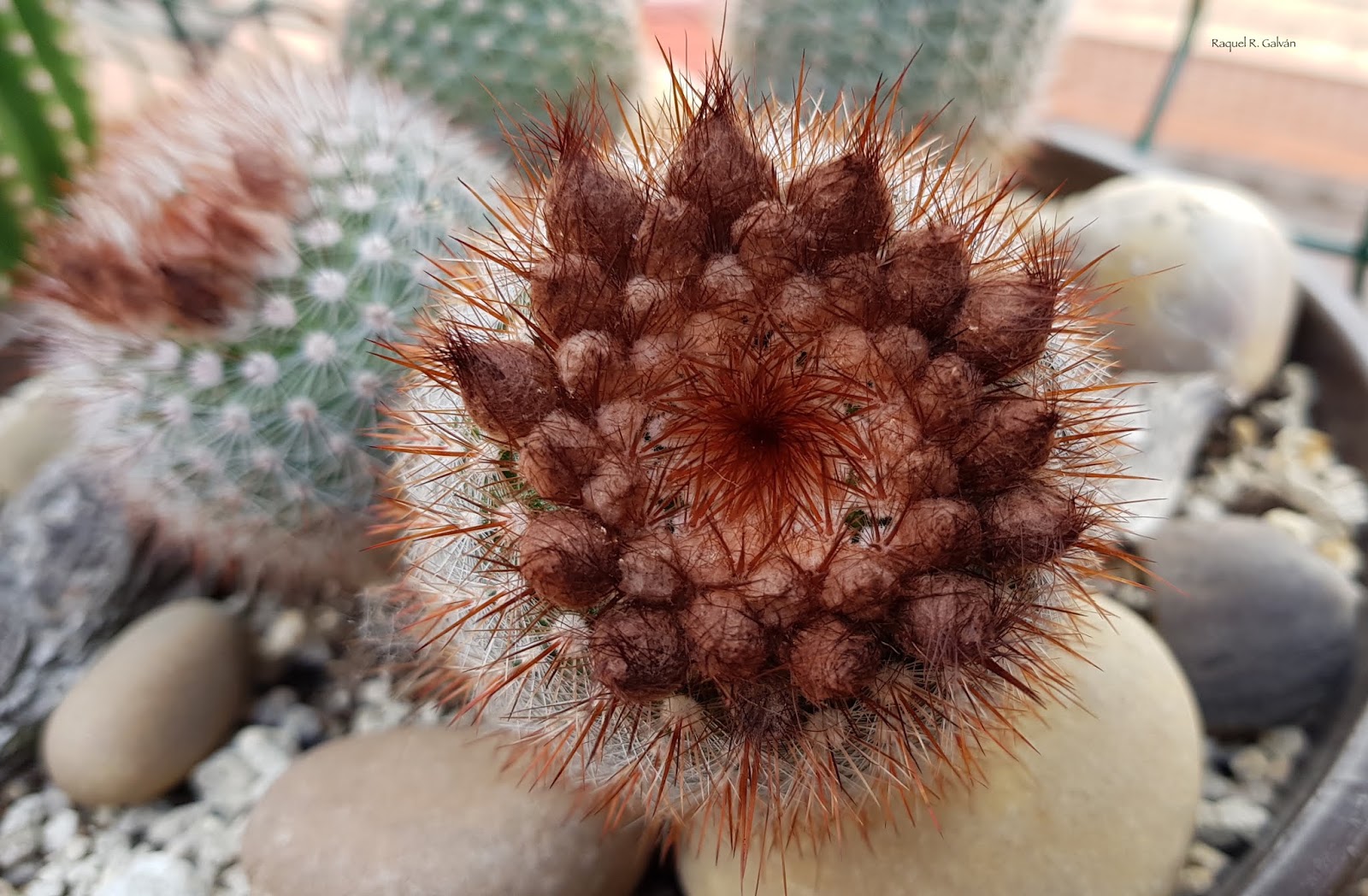 PArodia%2BScopa%2Bdetalle%2Bcapullos.jpg