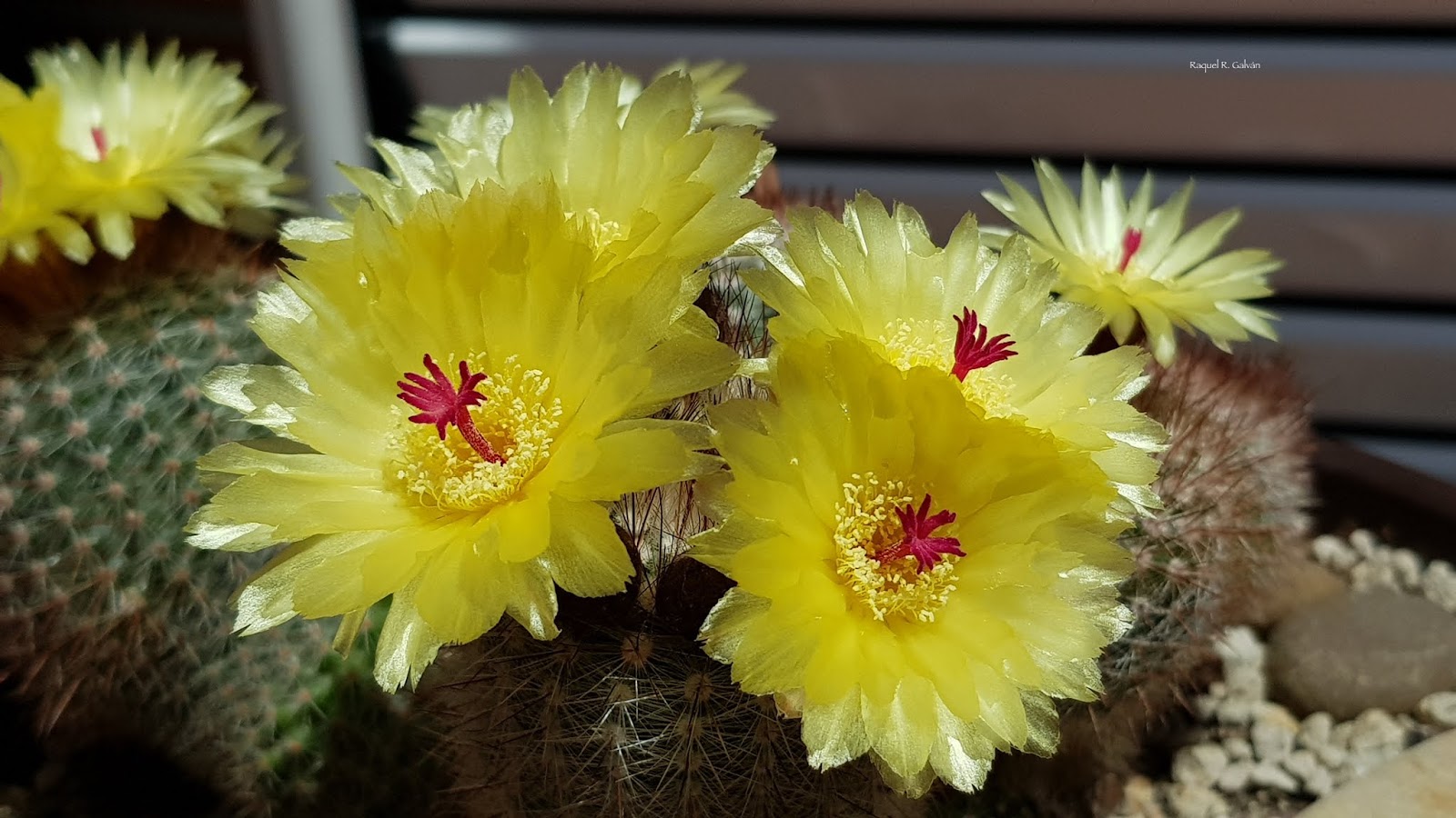 PArodia%2BScopa%2Bflores.jpg