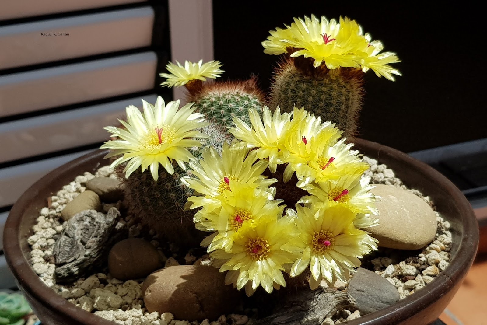 PArodia%2BScopa%2Bgeneral%2B2.jpg