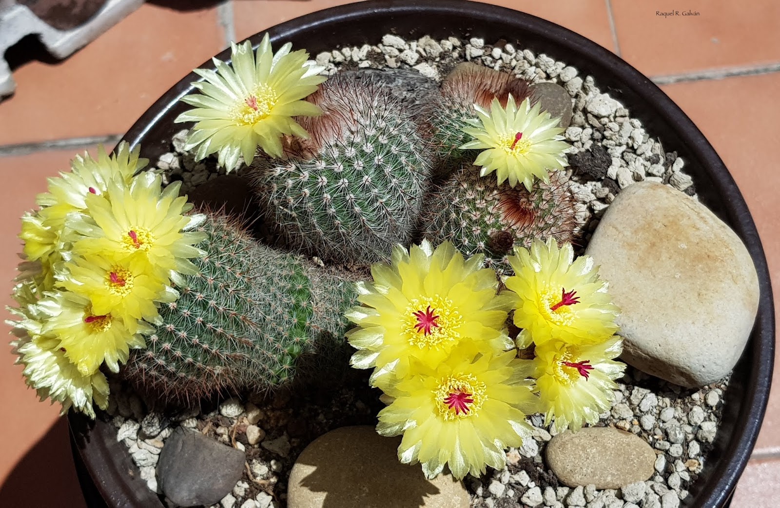 PArodia%2BScopa%2Bsemicenital.jpg