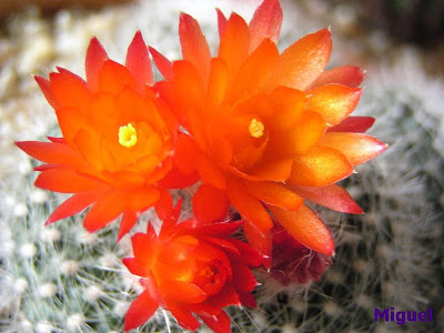 Parodia+haselbergii+(flor).jpg