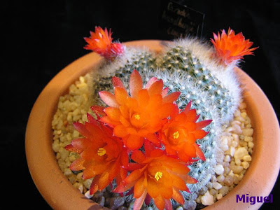 Parodia+haselbergii.jpg