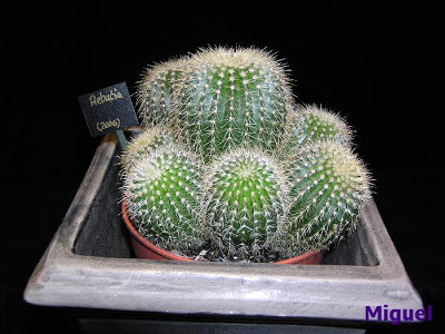 Parodia.jpg