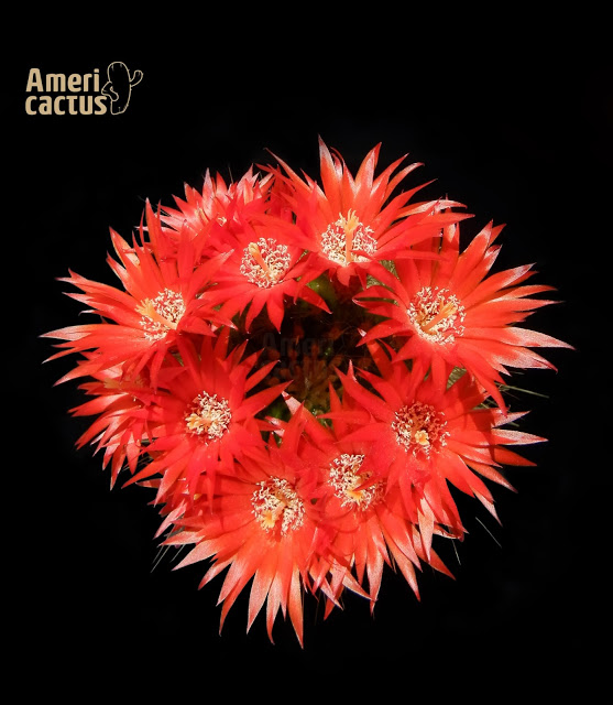 Parodia-penicillta-once-flores-cenital.jpg