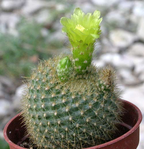 parodia-verde.jpg