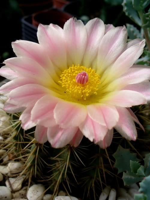 parodia13jun09.jpg